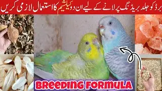 Budgies Calcium || Love birds calcium Food || Birds Ke Cage me ye Do Calcium lazmi hone chaye