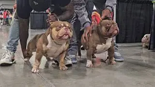 American Bully Dogs stacking up