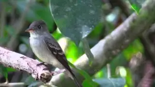 Al Natural Resort - Bocas del Toro, Panama