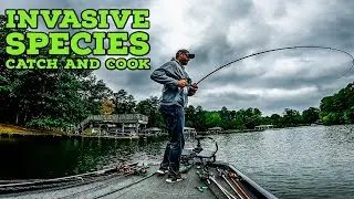 INVASIVE SPECIES Catch and Cook on ULTRA CLEAR Lake!!