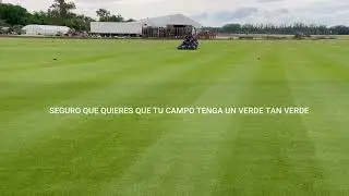 C&eacute;sped natural de Agrostis Stolonifera - Tepeservi