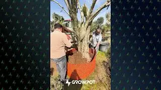 Growpot ile B&uuml;y&uuml;k Ağa&ccedil; Dikimi Nasıl Yapılır? Sağlıklı K&ouml;k Gelişimi İ&ccedil;in Pratik Y&ouml;ntem!