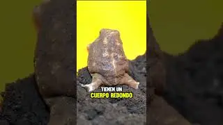 &iexcl;Ni se te ocurra tocar a la rana!