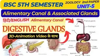 Alimentary canal and Associated Glands in Hindi/BSc 5th Semester Alimentary canal & Associated Gland