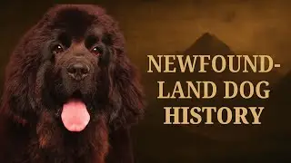 The Newfoundland: The Dog That Saved 92 Lives (The Legend of Tang)