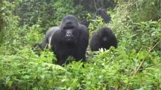 Gorillas in Rwanda charging