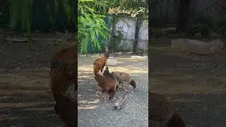 #duck #chicken #reels #reelsvideo #reelsviral #nature #views #Love #viral #yt #youtube #youtuber