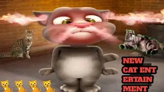 cat poemcat poems in englishcat andcat videoscat videos funny cat videos funny voice