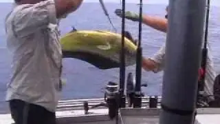 Top Catch on Sunshine Coast