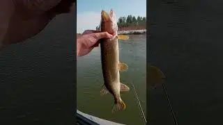 Поклевки жадных щук ранней весной #maxfishing #fishing #pike #рыбалка #pikefishing #spinning