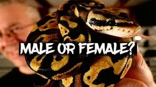 Going Through my Hatchlings - Male or Female?
