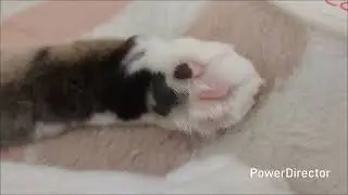 昼寝のニャア５