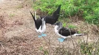 BLUE-FOOTED BOOBIES Doing Unique Mating Dance || WooGlobe
