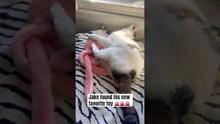 He loves it. #catlife #tennessee #catlovers #catvideos