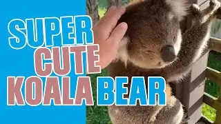 Koala wants a Cuddle | Koala visit to my friend house | Cute Koala |  #shorts