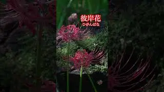 El significado de la Higanbana (Flor de Equinoccio) En Jap&oacute;n #shorts #jap&oacute;n  #japan #higanbana
