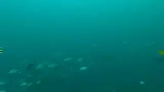 shool of  drummer fish 🐠🐋🐟