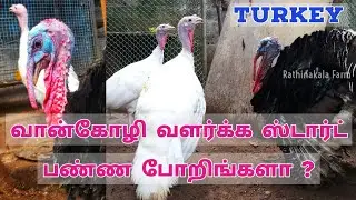 வான்கோழி வளர்க்க ஸ்டார்ட் பண்ண போறிங்களா? | Turkey Farming Start Up (Tamil) | Rathinakala Farm