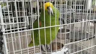 Freedom the Parrot, Fajitas & Relaxed Atmosphere at Holy Tequila! HHI, SC