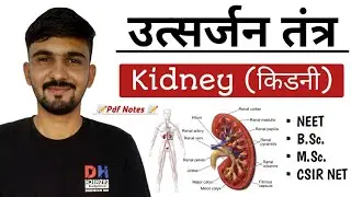 Human Kidney || Structure, Size, Shape, Location, Function || Excretory System || By Dadhich Sir
