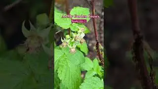 Raspberries: Tiny Ruby Healers of the Earth ❤️&zwj;🔥✨ #raspberries  #asmygardengrows #adhdwitch
