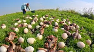 I Found a Secret Snail Breeding Ground (UNBELIEVABLE)