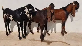 Mashallah top k Betal Breeder Bakry or Bakrian 03006906683 altafgoatfarm 