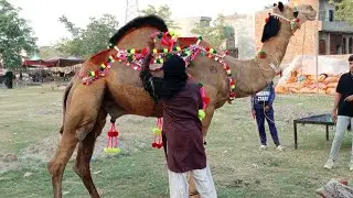 Live Soda | Manawa Mandi | Big Size Camel | Qurbani 2025 | Bakra Eid