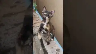 Cute kitten playing on the wall. #cat