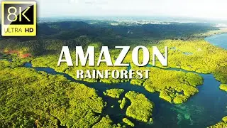 Amazon Rainforest in 8K ULTRA HD (60 FPS) | Relaxation Film With Epic Music