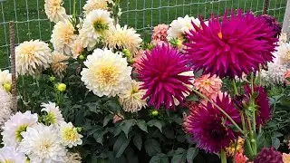 Connor Ward live dahlias