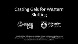 Gel Casting Protocol for Western Blotting