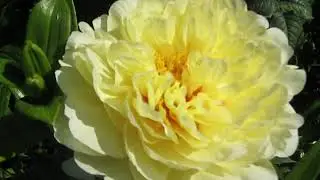Peony GARDEN TREASURE & clematis KACPER (пион Гаден Треже и клематис КАСПЕР)
