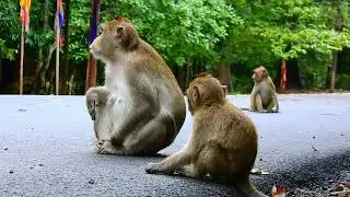 Sad news, Baby monkey Anissa dead by road acident#shorts