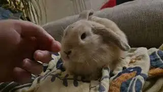 petting a baby rabbit (real)