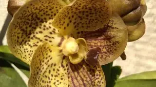ORQUIDEA VANDA♥️QUANDO DEVO CORTAR A HASTE FLORAL????♥️MEU ANIVERSÁRIO ♥️