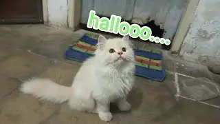 BOSS! (4 months) and mom🐱