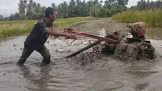 Capung Rawa mantap