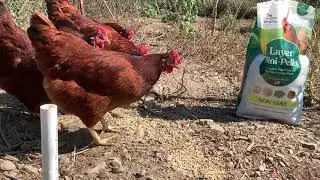 Best Feed for Laying Hens | Manna Pro