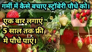 How to care or save Strawberry plant in summer? How to Fertilizer strawberry plants. #viralvideo