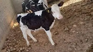 مشروع العجول الرضيعه بالمنزل بنفسك♥️🍓☘️🌶️🍓♥️🪴👀🌺🎉🐮🐮🐮🥀🥀😍🤩🥰💪👌👌👌🌶️🌼🌼☘️