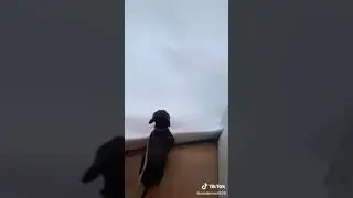 Moedig