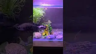 This is my Betta his name is 