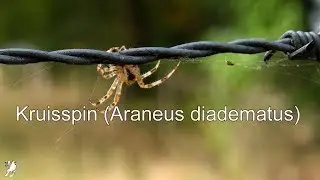 Kruisspin (Araneus diadematus)