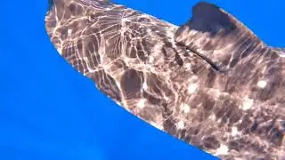 Whale Shark Dive, Timor-Leste