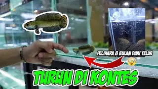 REVIEW ANDRAO CILIK TURUN DIKONTES! MILIK FRANKENSTEIN_FISH