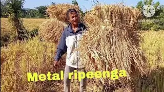2023 bilsiniko metal ripee nipajok