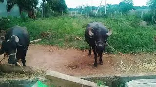 Hybrid Buffalo...