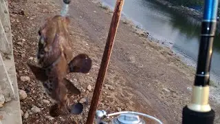 Sensasi mancing ultralight casting kerapu di muara baru