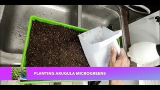 Planting Arugula Microgreens grows in 5 days!
